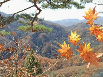 揭秘上海铅市场最新行情，深度分析11月13日上海铅价格走势