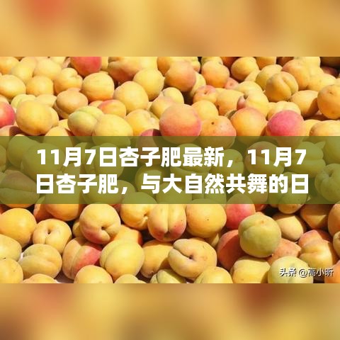 杏子肥硕舞秋风，与大自然的共舞日