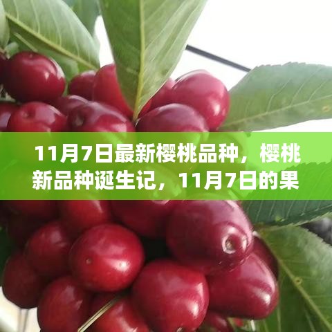 11月7日樱桃新品种诞生记，果实革命与未来展望