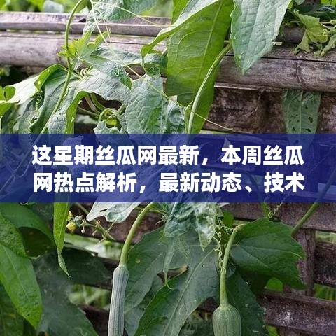 本周丝瓜网热点解析，最新动态、技术进展与应用趋势