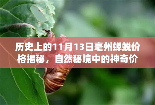 历史上的11月13日毫州蝉蜕价格揭秘，自然秘境中的神奇价格之旅