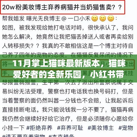 11月掌上猫咪最新版本，猫咪爱好者的全新乐园，小红书带你探索特色功能