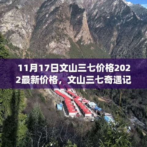 文山三七奇遇记，揭秘最新价格之旅