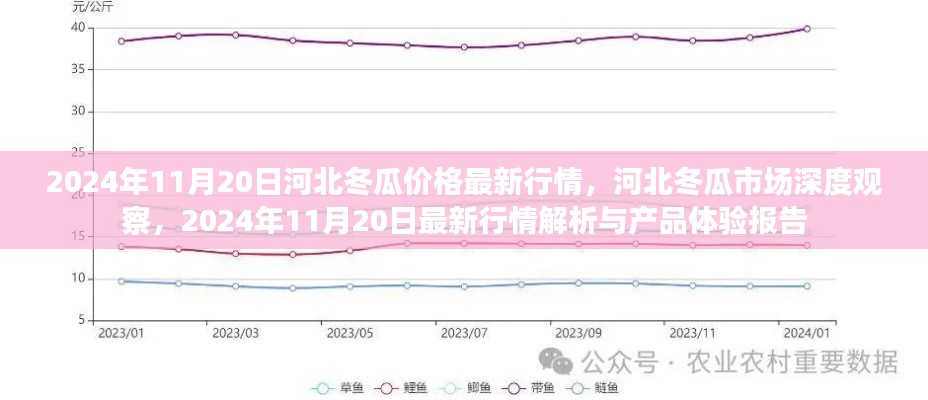 河北冬瓜市场深度观察，最新行情解析与产品体验报告（2024年11月20日）