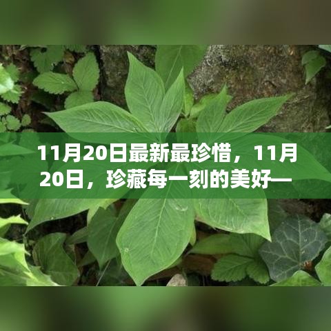 11月20日，珍藏每一刻的美好——最新时光里的珍贵记忆回顾