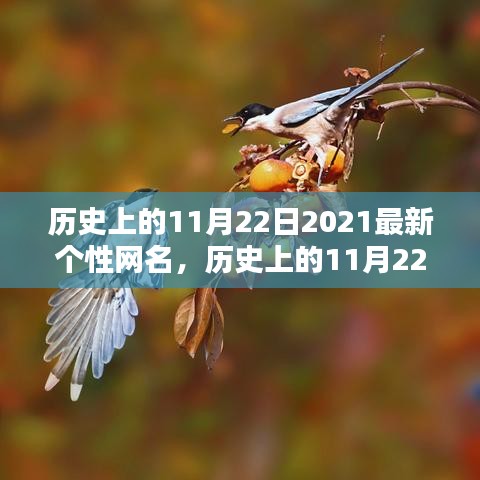 历史上的11月22日，最新个性网名深度解析与评测报告