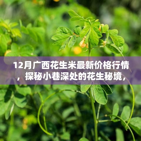 广西花生米最新行情揭秘，探秘小巷深处的秘境与最新价格走势分析（十二月版）