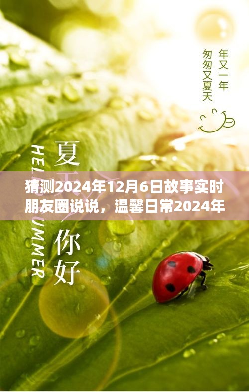 温馨日常，阳光下的美好时光，朋友圈故事实时分享，2024年12月6日