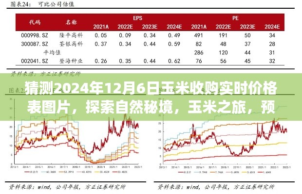 探索自然秘境，预测玉米收购新价格，心灵之旅启程，揭秘玉米之旅与未来价格预测图片