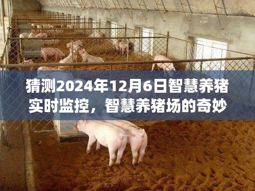 智慧养猪场的奇妙时光，2024年12月6日智慧养猪实时监控与温馨体验