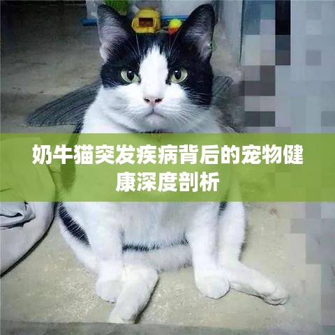 奶牛猫突发疾病背后的宠物健康深度剖析