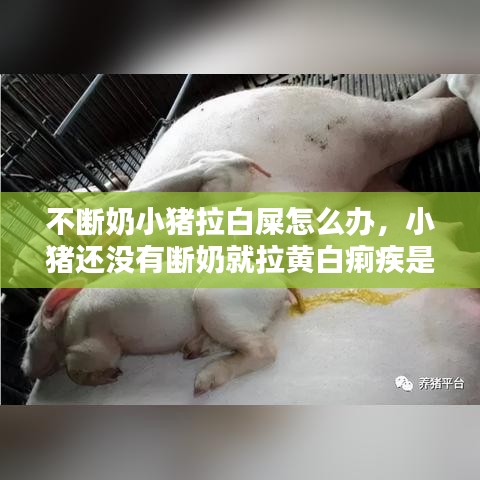 不断奶小猪拉白屎怎么办，小猪还没有断奶就拉黄白痢疾是什么原因 