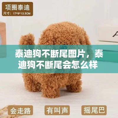 泰迪狗不断尾图片，泰迪狗不断尾会怎么样 