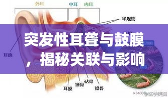 突发性耳聋与鼓膜，揭秘关联与影响，守护您的听力健康