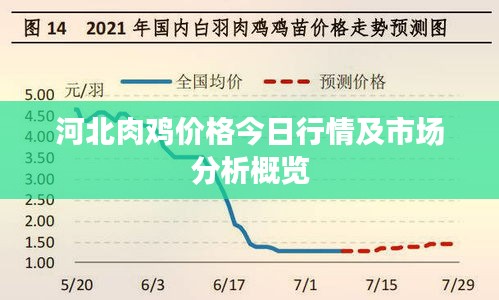 河北肉鸡价格今日行情及市场分析概览