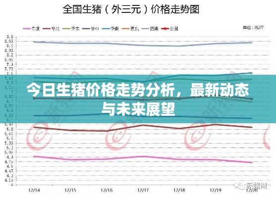 今日生猪价格走势分析，最新动态与未来展望