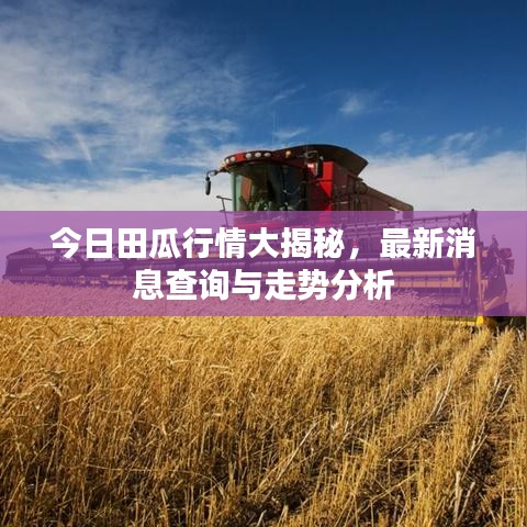 今日田瓜行情大揭秘，最新消息查询与走势分析
