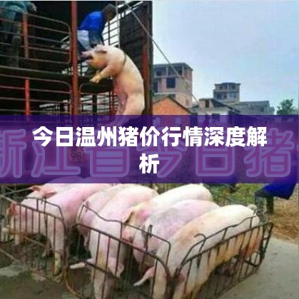 今日温州猪价行情深度解析